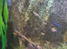 17litre full of fish
