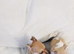 NO PEDIGREE CHIHUAHUA