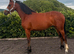 Stunning part bred connemara