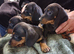 Miniature dachshund puppies KC reg