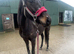 BRITISH RIDING PONY