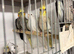 Various cockatiels