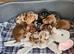 Dachshund puppies