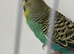 Yellow face Green hen ring number 18 Blue ring 2023 Bred