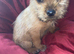 Jack Russell/Yorkshire terrier puppy&rsquo;s