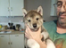 Siberian husky puppies