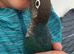 Hand tamed voilet conure