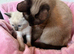 1 Siamese girl left chocolate point