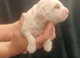 F2 Miniature Australian Labradoodle Puppies.