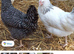 Coloured hybrids pullets