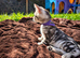 Gorgeous Pedigree TICA Registered Bengal Kittens | Health Tested Parents