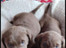 Silver labrador pups for sale