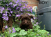 Tiny Beautiful Schnoodle Puppies