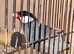 Pair of java finches