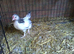 Lovely Pure Bred Light Sussex Bantam Cockerel 9 weeks old