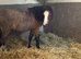 Strawberry Roan mare