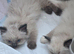 Beautiful Ragdoll Babies