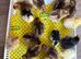 Chicks & Hatching Eggs Pure breeds