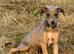 READY TO LEAVE. Stunning Lurcher puppies!! Dogs only!!