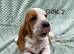 Beautiful KC reg Bassett Hound Puppies