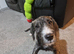 2 male puppies £150 each