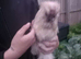 1 year old silkie cockeral