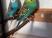 breeding age cock budgies