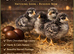 Cuckoo Marans Chicks Hatching Soon &ndash; Reserve Now