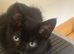 3 black and one grey kittens for sale
