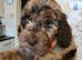 Poodle puppies
