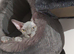 Sphynx Female