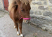 Miniature Shetland filly