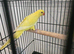 Lutino Ringneck 3 months old