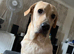 9 month yellow Labrador