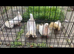Fantail pigeons