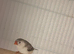 Penguin hen zebra finch