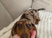 Miniature dachshund female 9 months