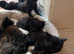 Kittens need home forever