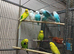 Young budgies