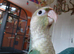 3 Conures for rehoming