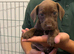 Cocker-spaniel mixed puppies