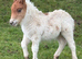Miniature Shetland foals