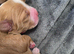 4 beautiful cocker spaniel puppies