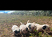 Sealyham puppies for sale