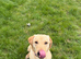 Labrador adult girl for re homing