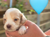 Beautiful F2 cockapoo puppies