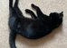 Fully tamed litter trained female cat