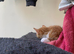 Urgent rehoming kittens