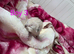 RAGDOLLS KITTENS /Reservation Open.