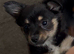 Teacup chihuahua